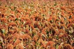 白酒地理:一杯酒里可能藏著你從未見過的